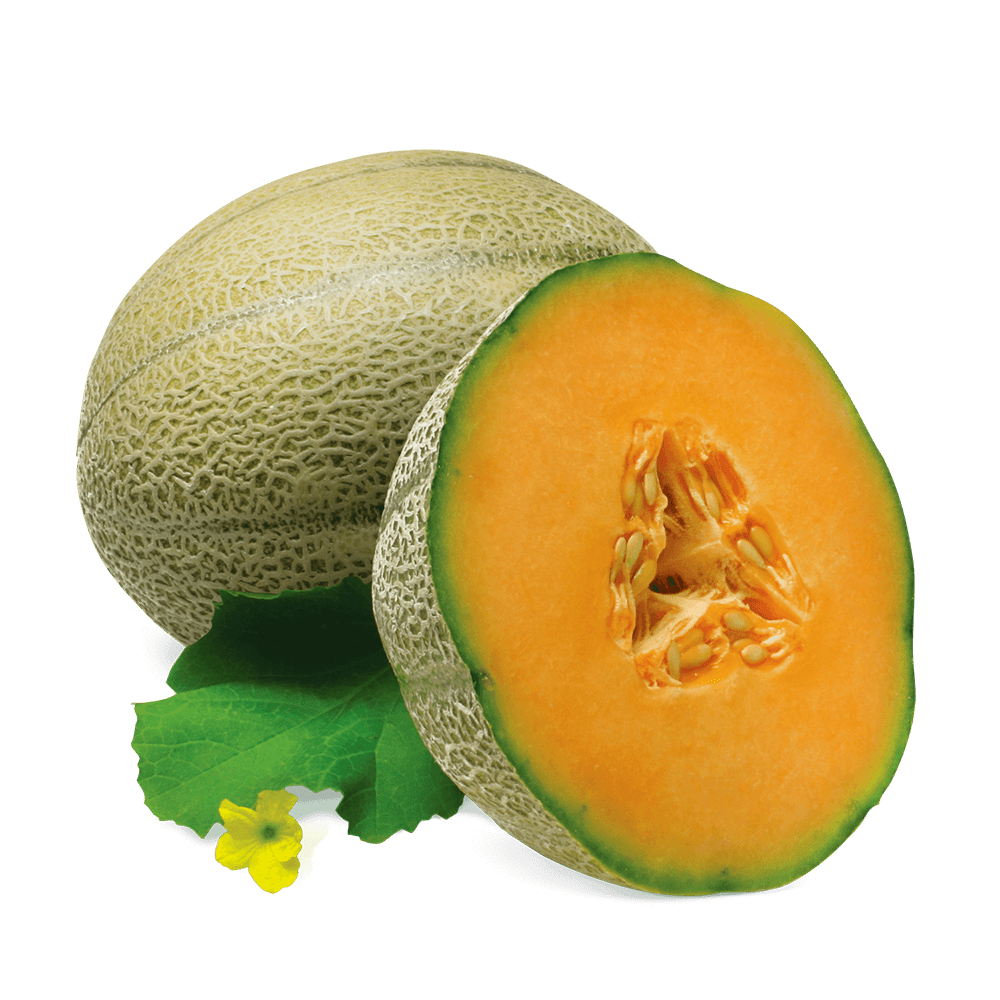 Fumari | Stogz | Find Your High