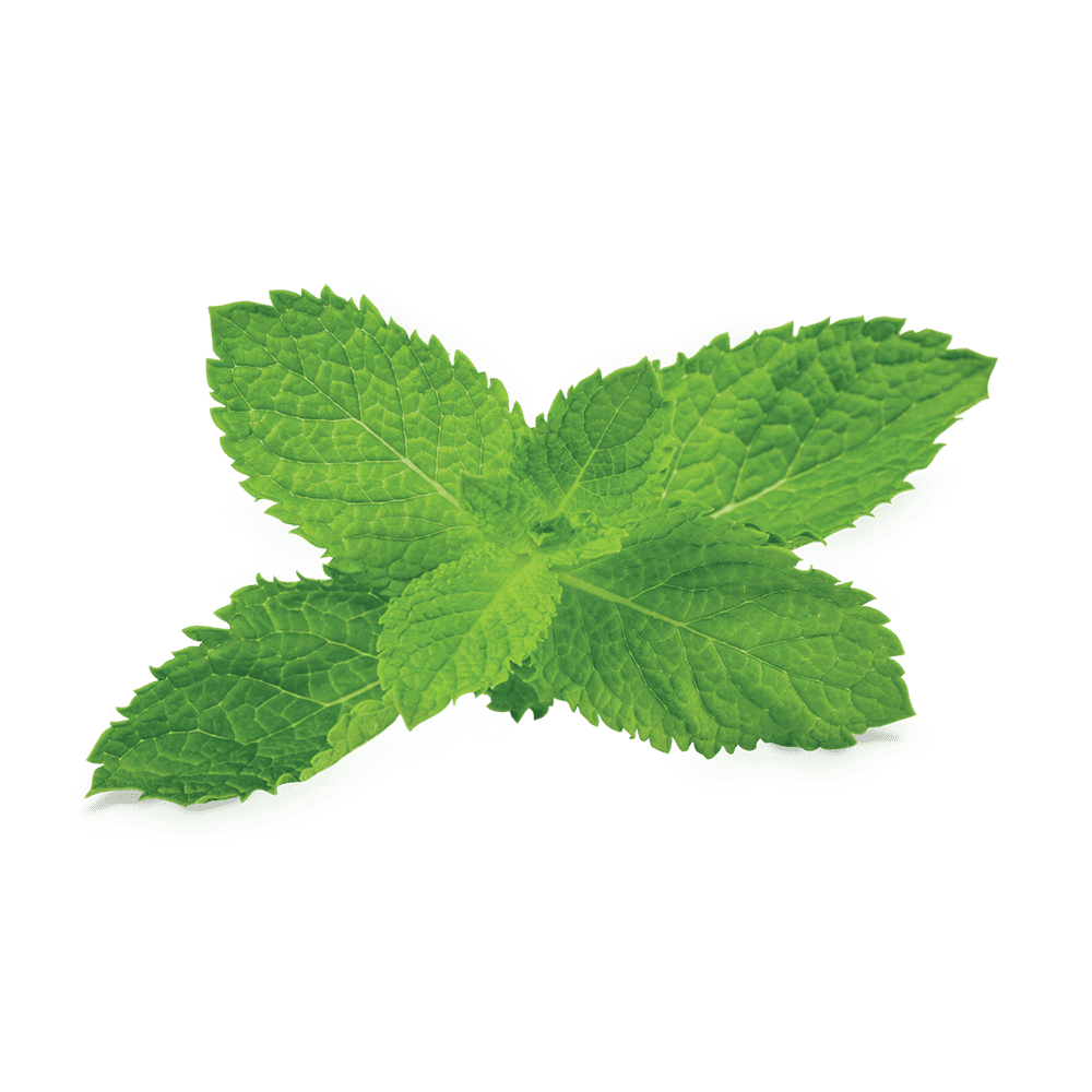 Fumari | Stogz | Find Your High